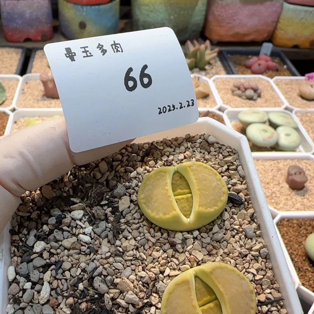 8****版多肉多肉多肉2.23-066