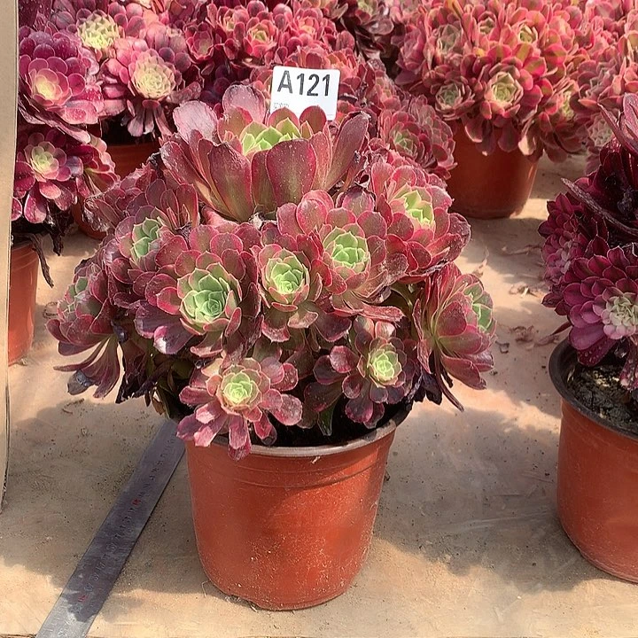 121安娜多肉法师锦