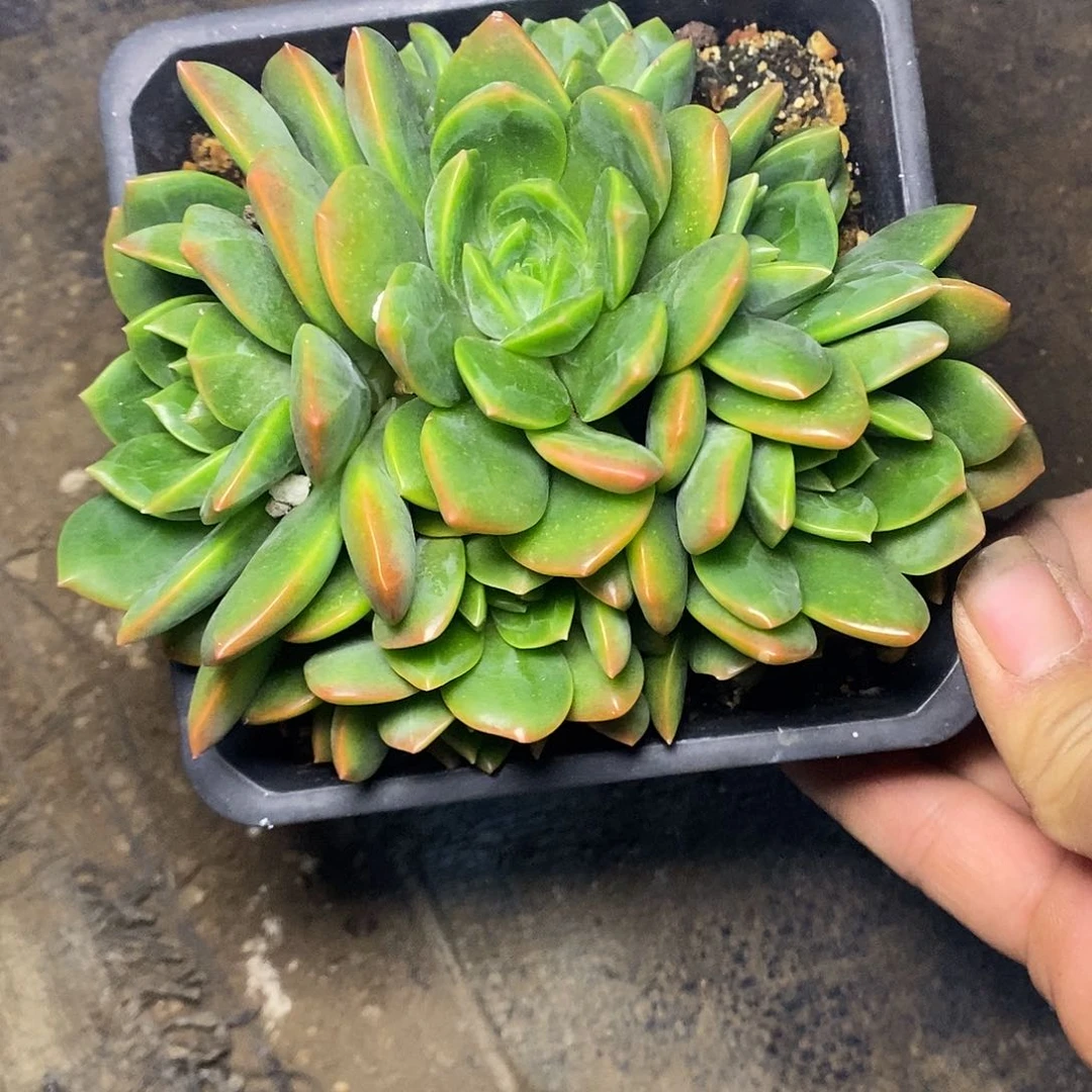 林**?一物一拍，翠鸟多肉