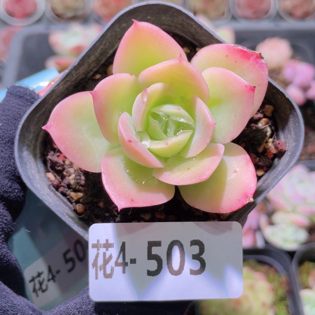 花利美4-503柠檬酸橙