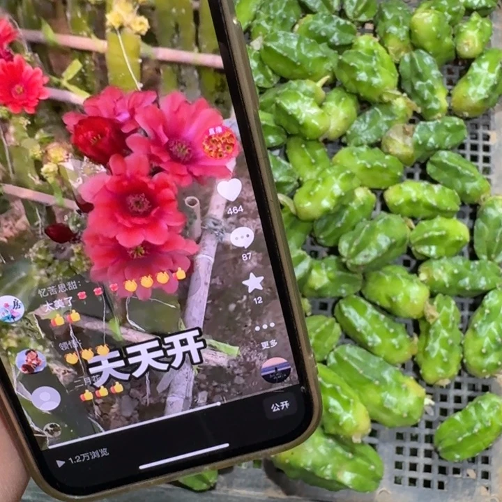 307桃太郎无根侧牙小一个，20包邮