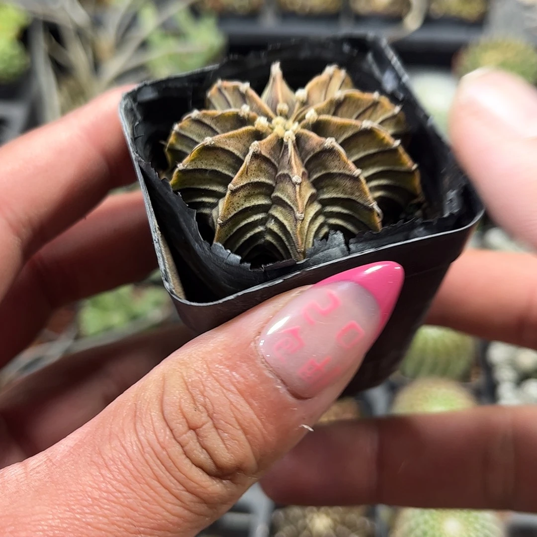 肋骨牡丹单头发货单头
