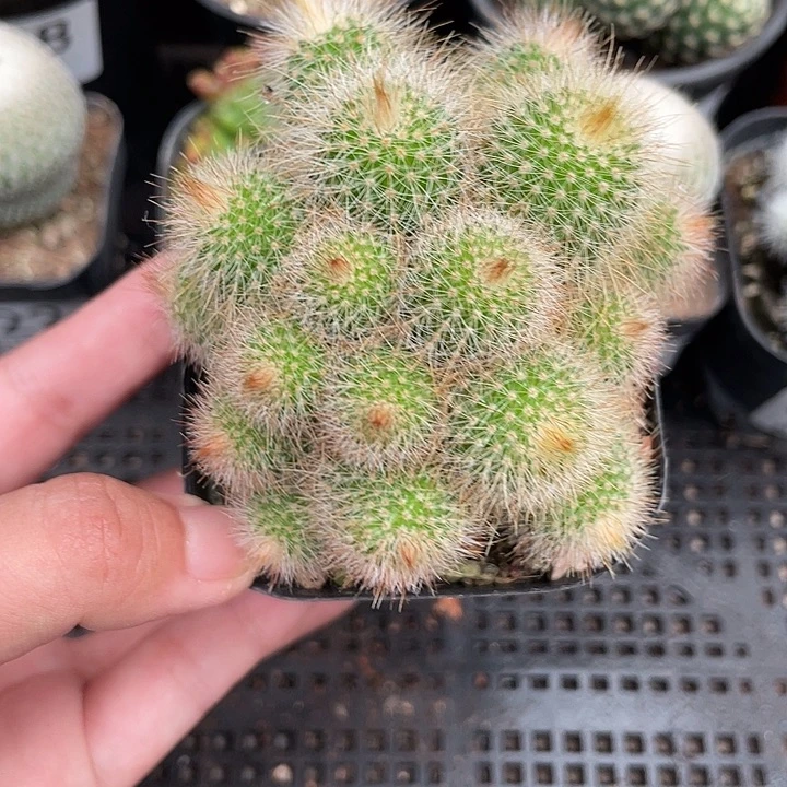 026金丝猴 （15-17个头仙人球植物）