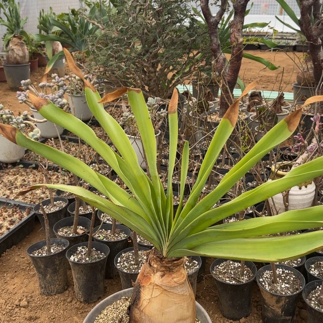 120巨凤之卵顺丰到付