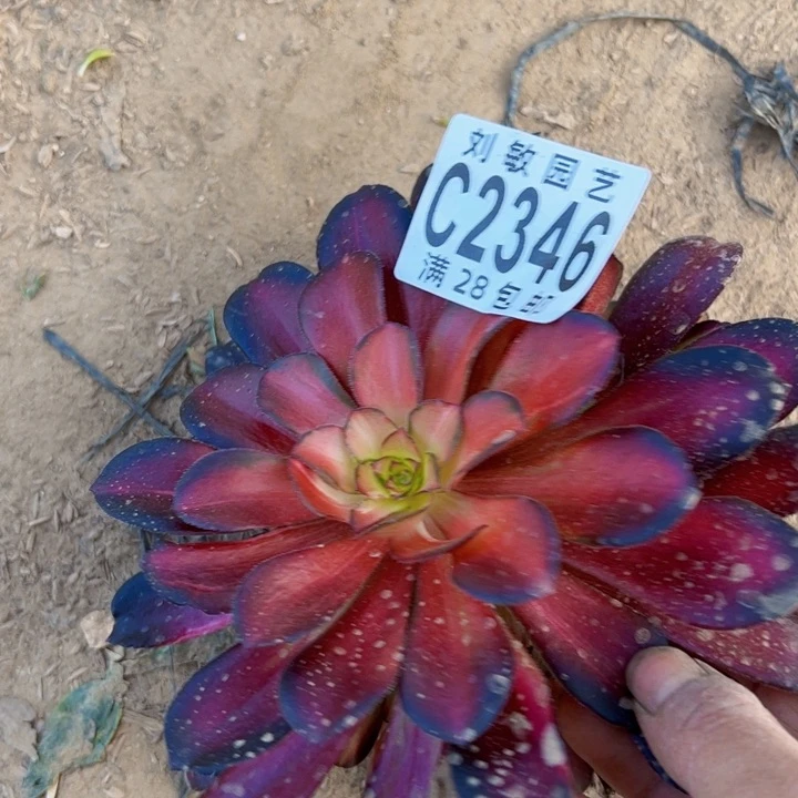 2346红日砍头法师法师