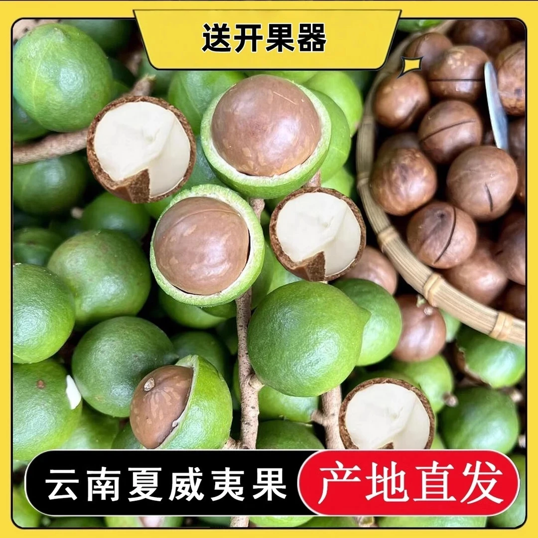 云南新鲜采摘夏威夷果（鲜果混合）清甜清香奶香