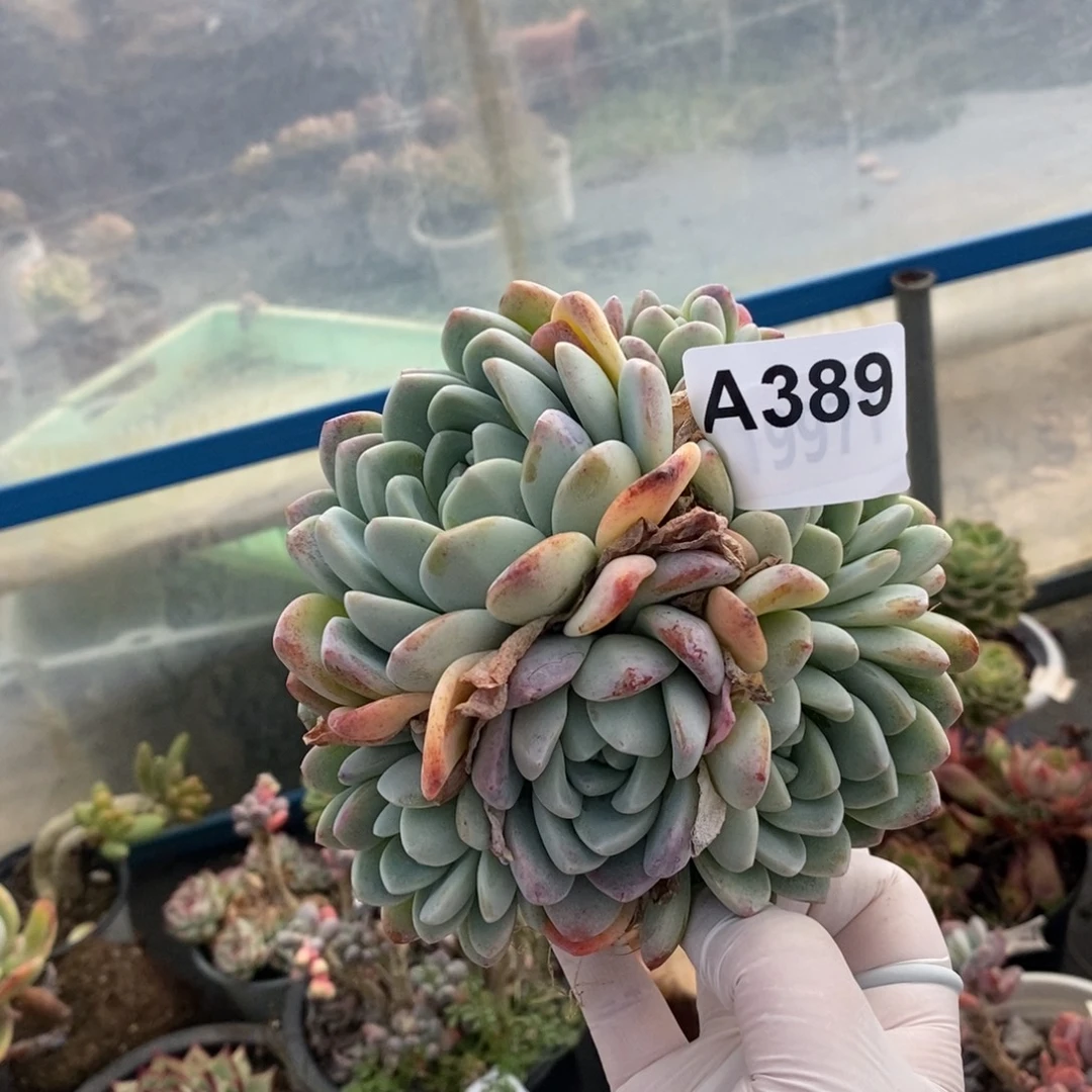 389冰玉多头一物一拍