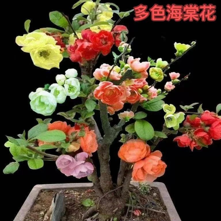 111稀有高货多色海棠花）宵花盆景花卉绿植四季海棠春节开花
