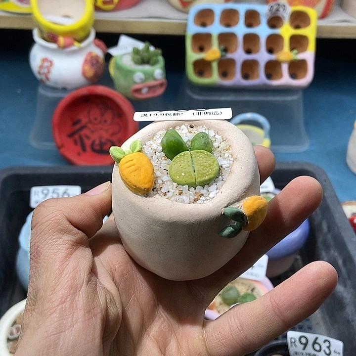 965大舅生石花肉锥