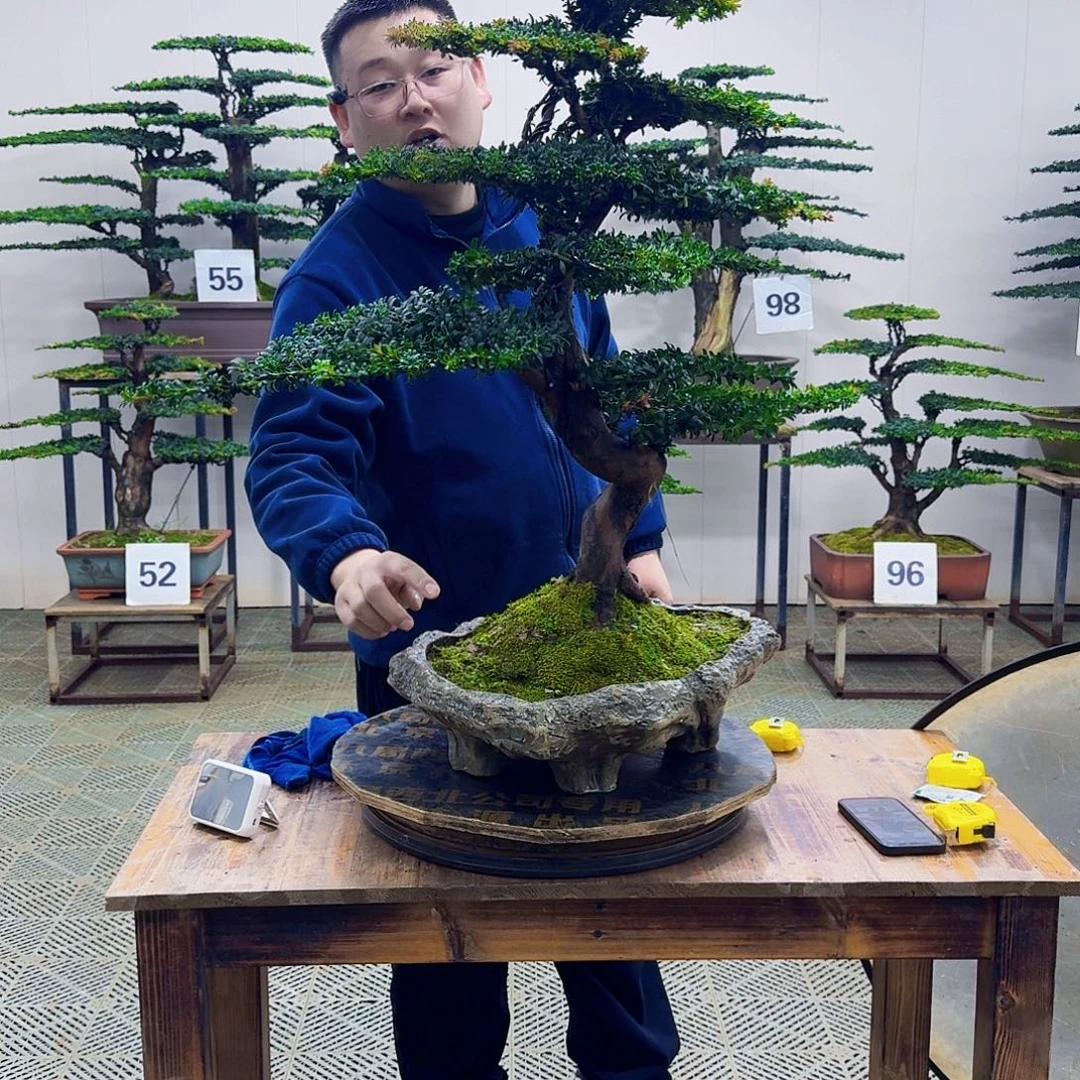 无花朵珍珠红芽罗汉松造型盆景