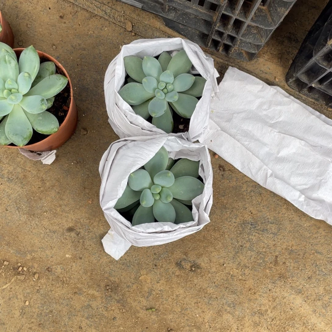 多肉植物的生长发育和