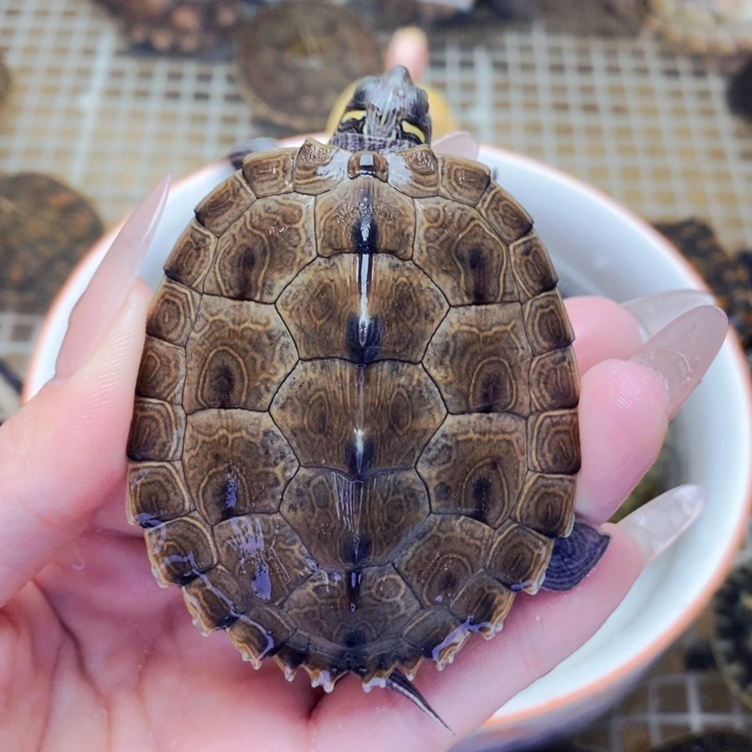 不分公母宠物龟风水甲地图