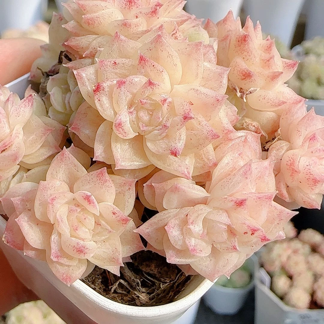 1126-84（fm-14）优选