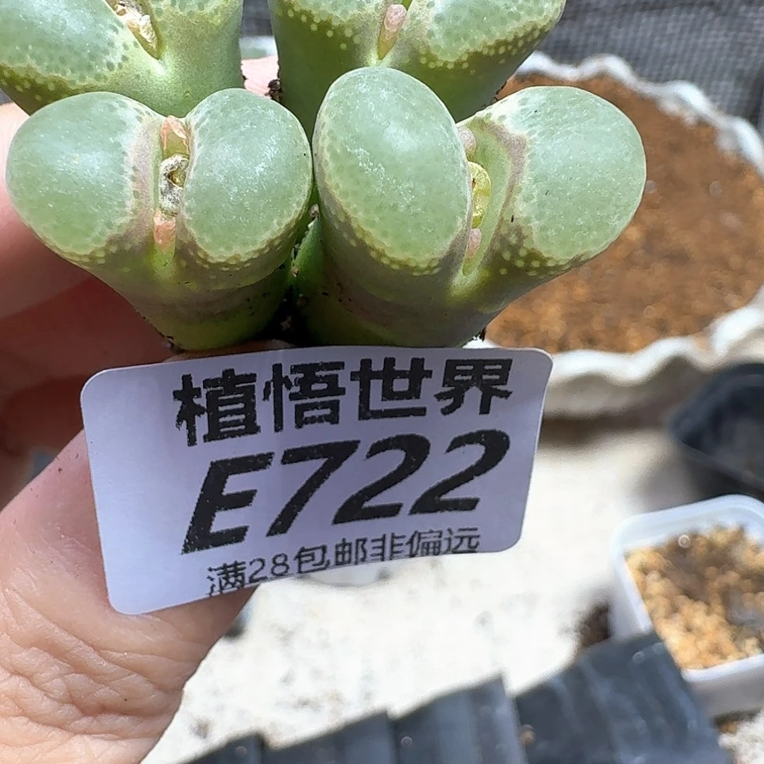 多肉植物的人生fghh