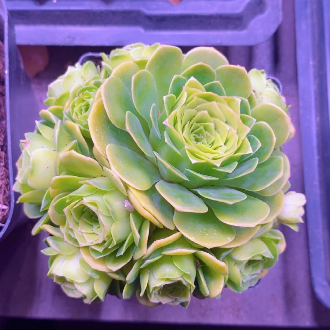 山地玫瑰下播福利一物一拍139梦屿