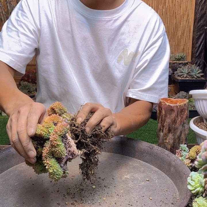 金***子79 号白胖子多肉植物