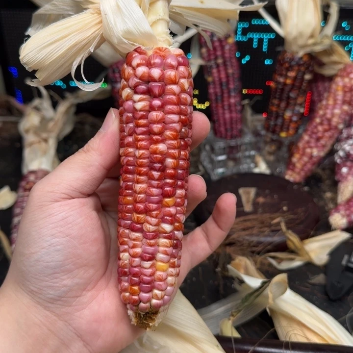 柏香籽/百香籽吊坠薇**妮