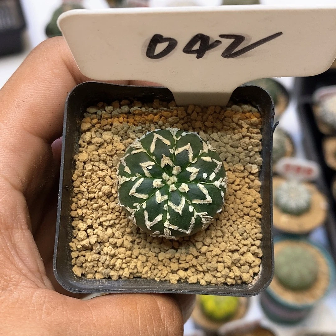 042福利特价咯打榜