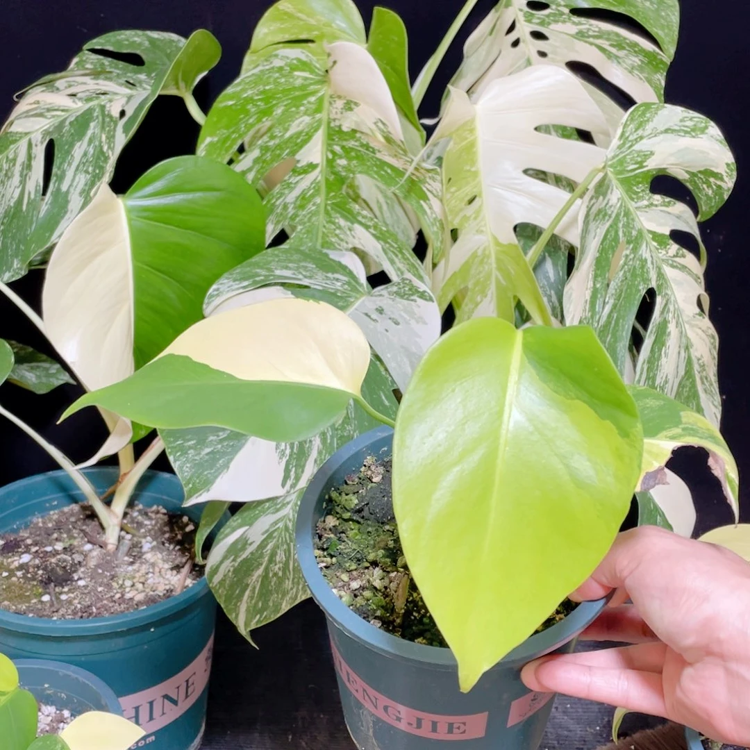 自***风完全开放003黄龟不包蕉叶和叶损