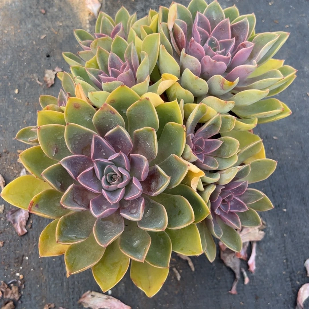 多肉植物紫气东来