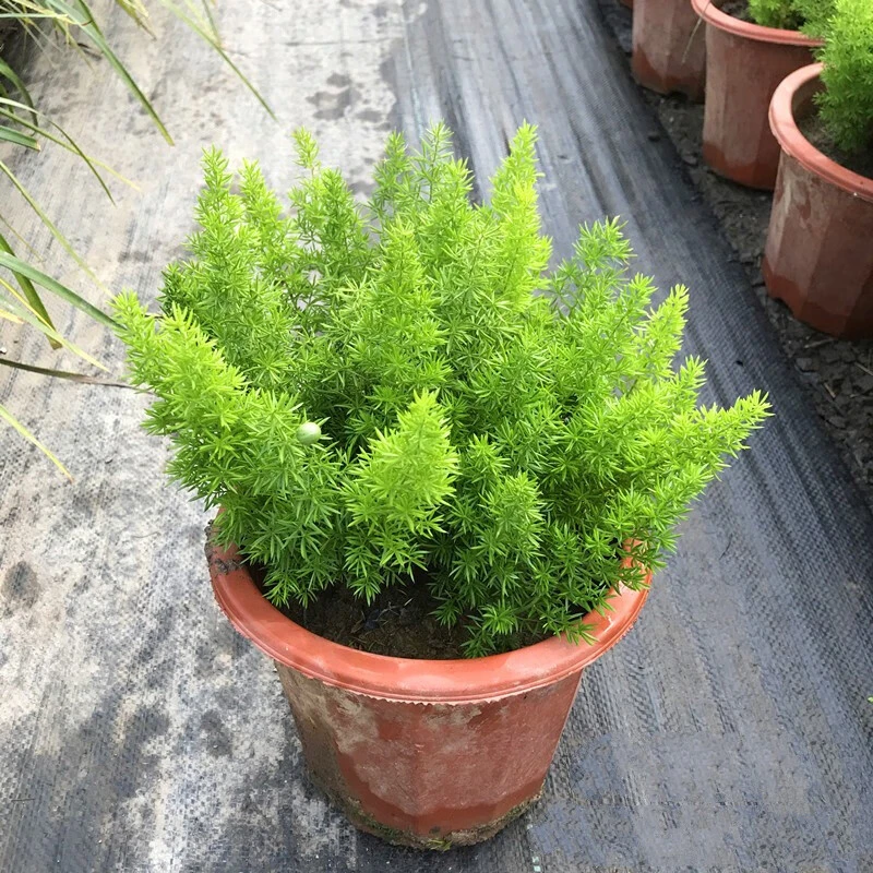 【狐尾天门冬】月季四季开花庭院地栽绿植简单新手易养活