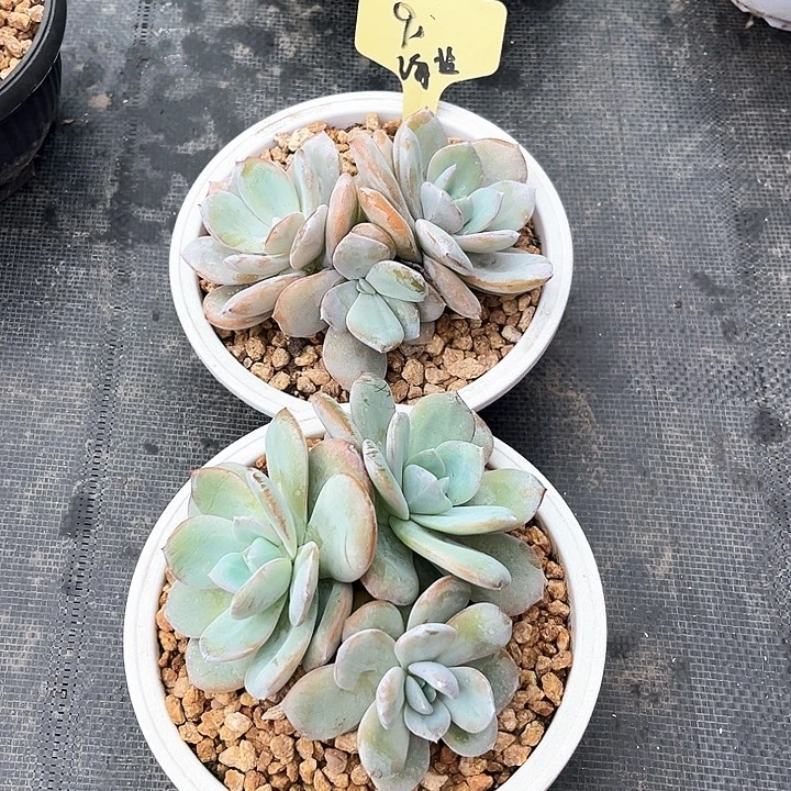 奶茶9号码牌子的一个人