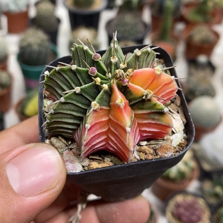 肋骨锦实生特价福利