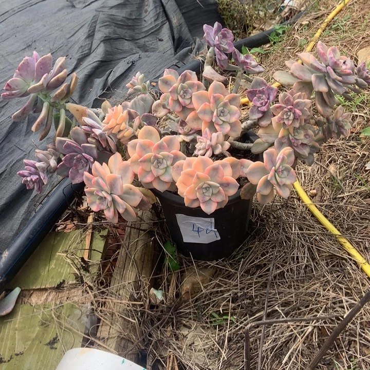 H***a紫乐锦40 晓晓一物一拍冷链