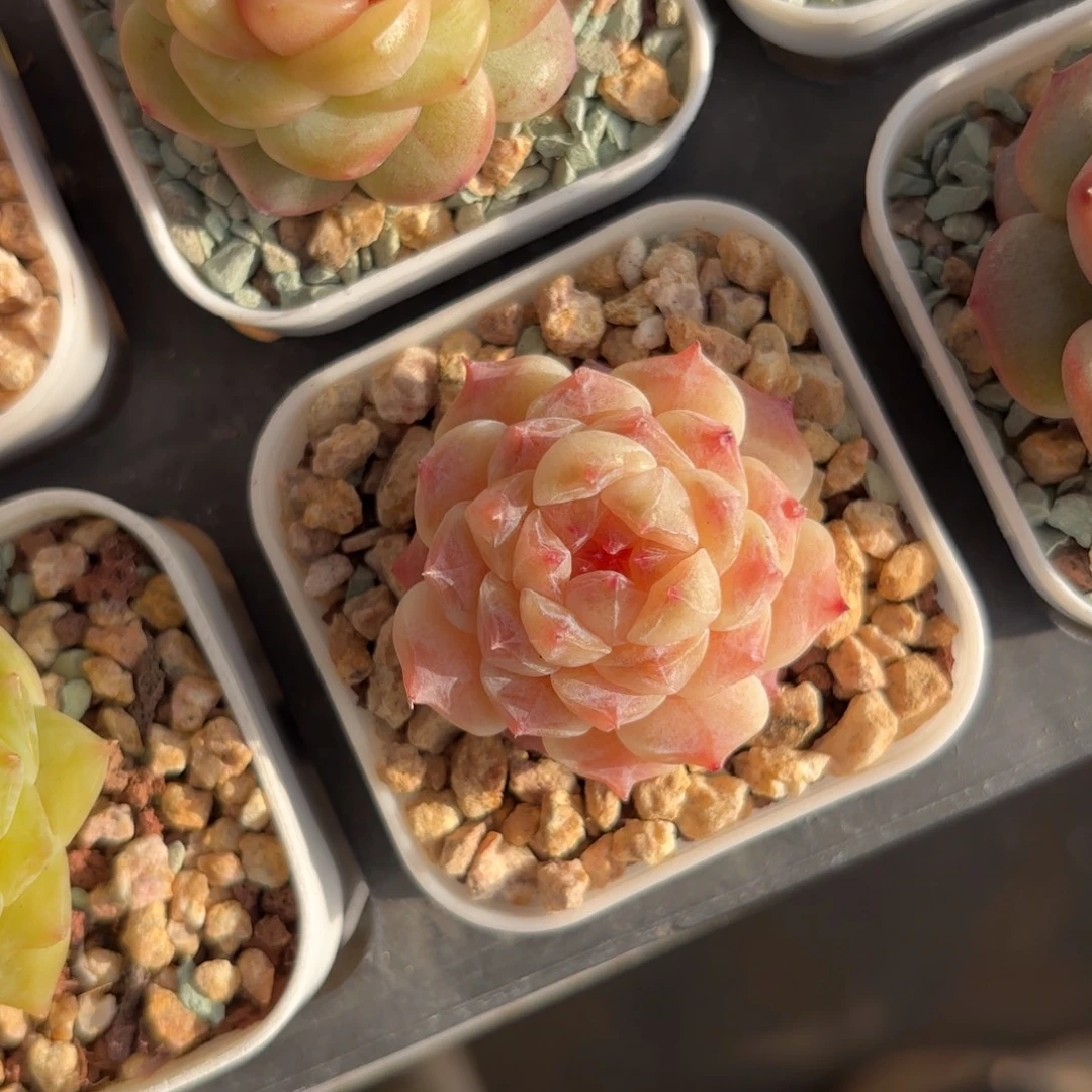 初荷糖心一物一拍