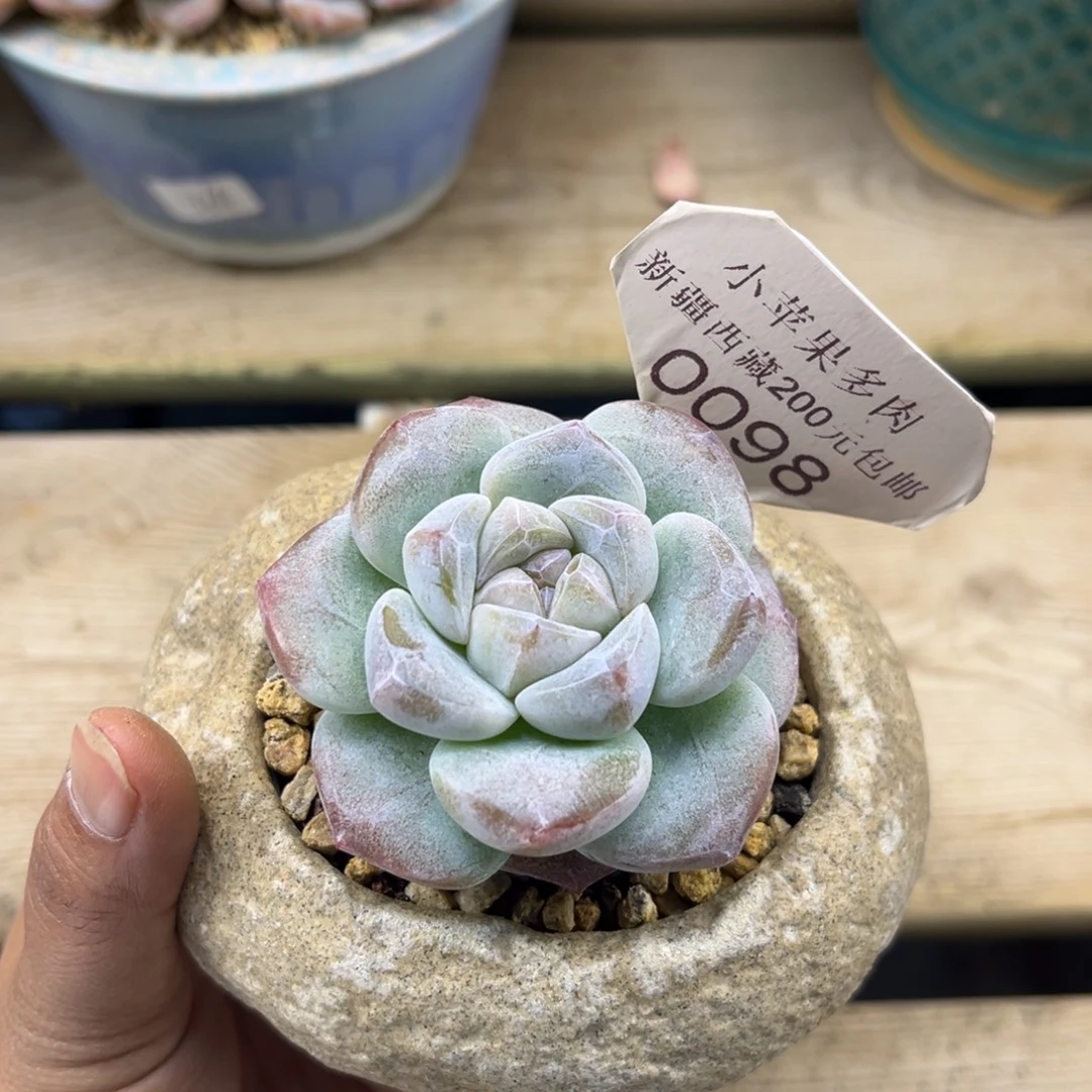 白底冰玉098/6cm单头