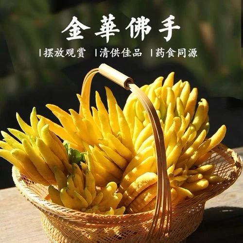 新鲜现摘带枝佛手柑可水培观赏闻香食用室内绿植水培植物金华盆栽