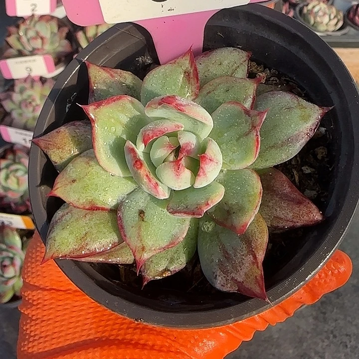 棒***～30 惊鸿仙子多肉植物6-9cm