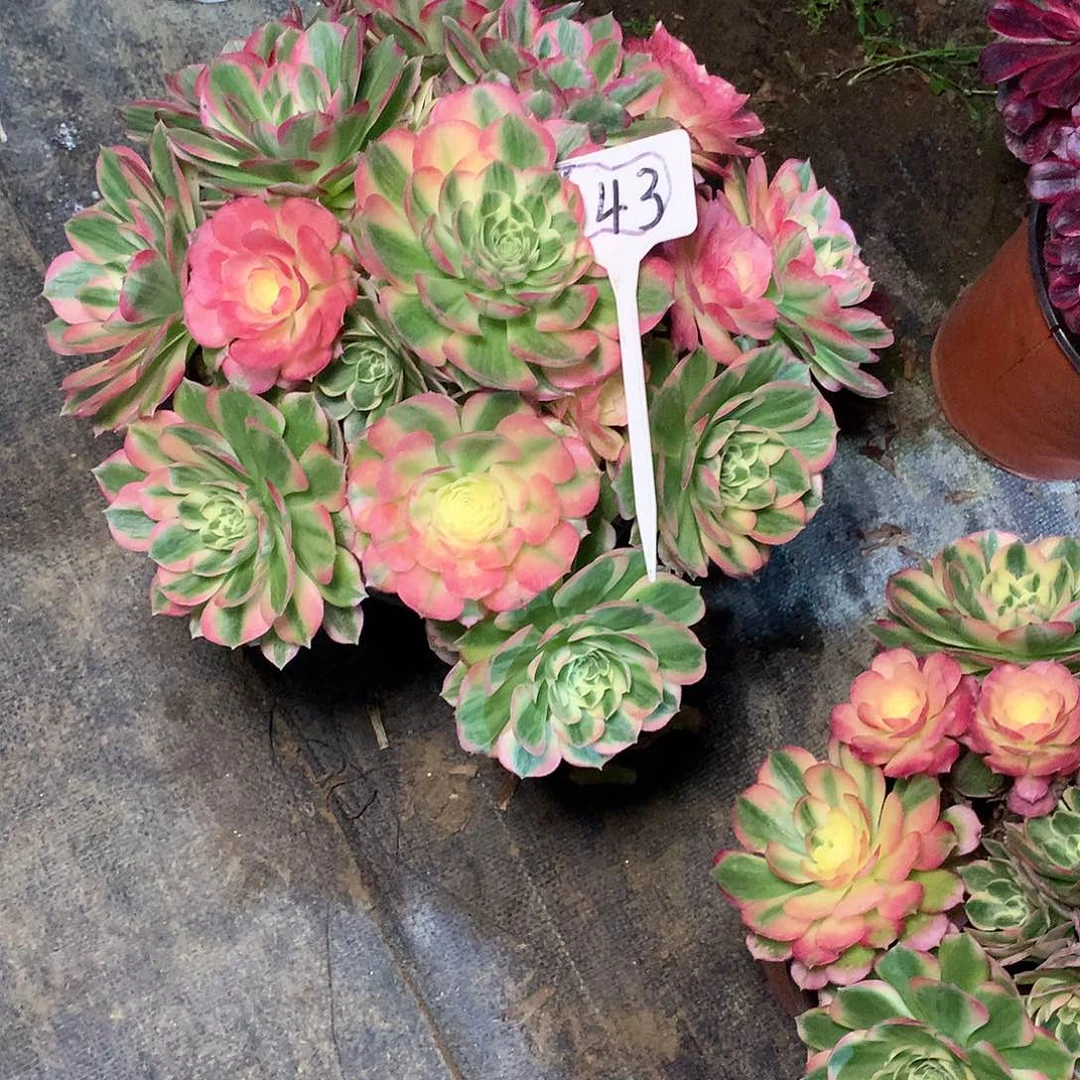 宝*妈143多肉000000000000000