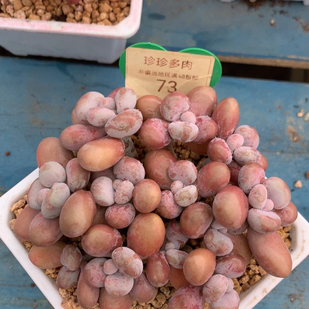 腰子蛋老桩无砍平头73