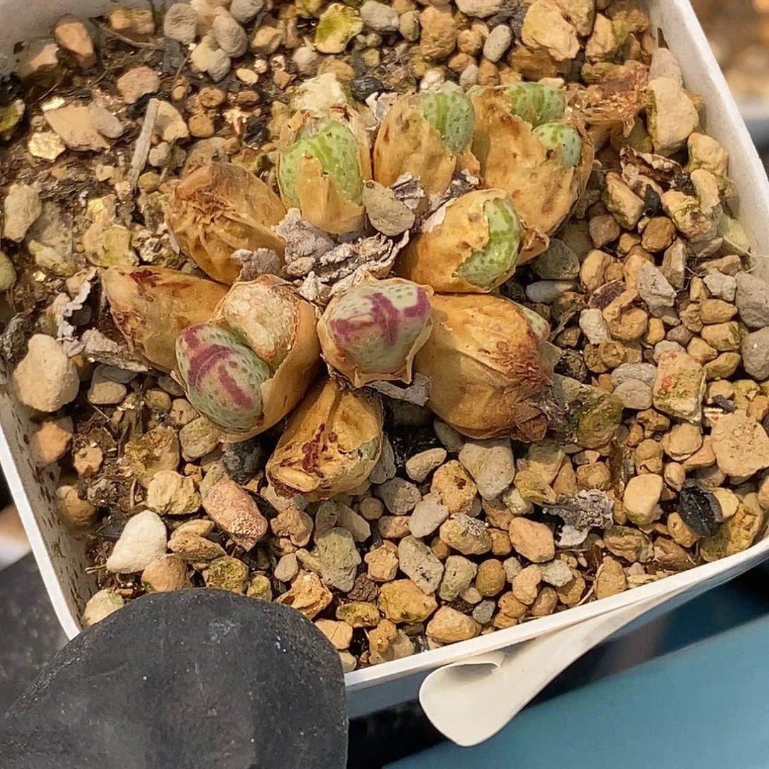 小**歪桃喜花园0527/18斑马