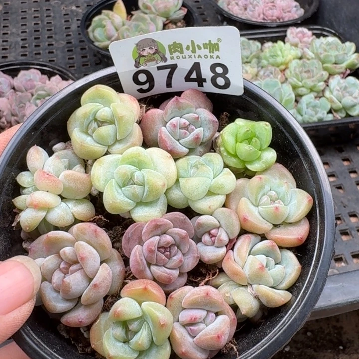 当前无花朵，栽培后可花朵多肉植物多肉植物