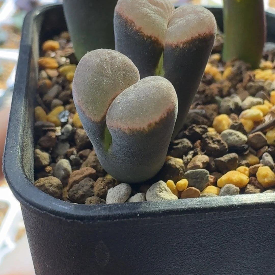 48号双头红风铃一物一拍10km