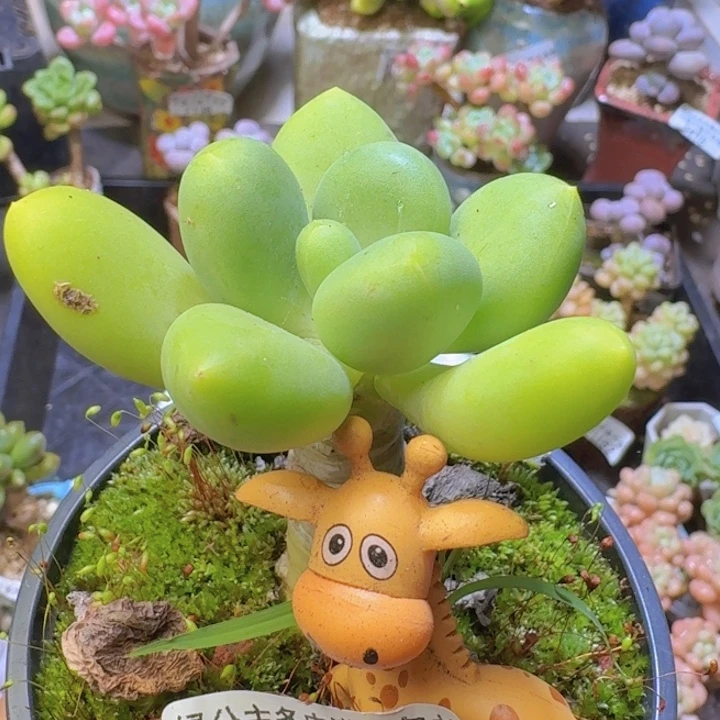 234 芒果奶5 厘米