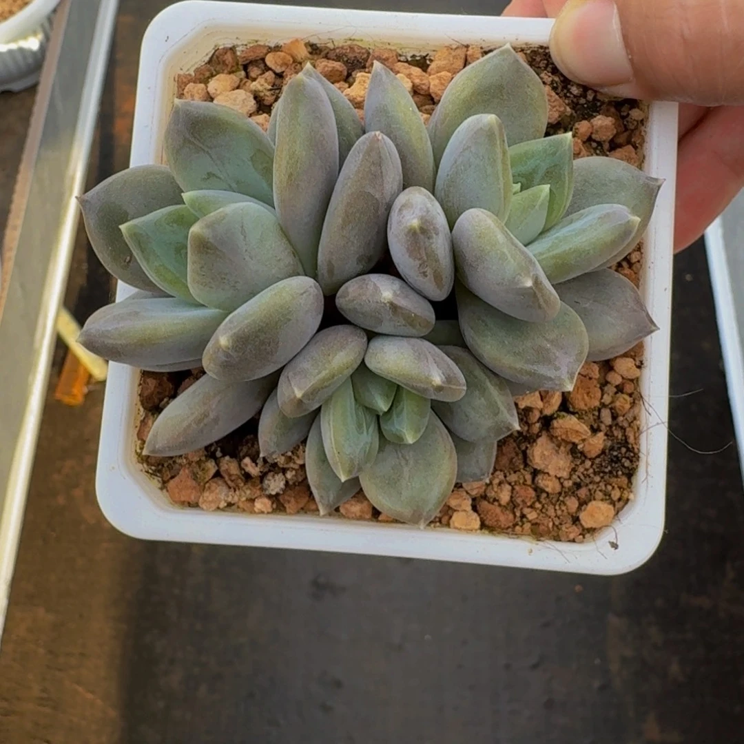 邀月 3头  一物一拍