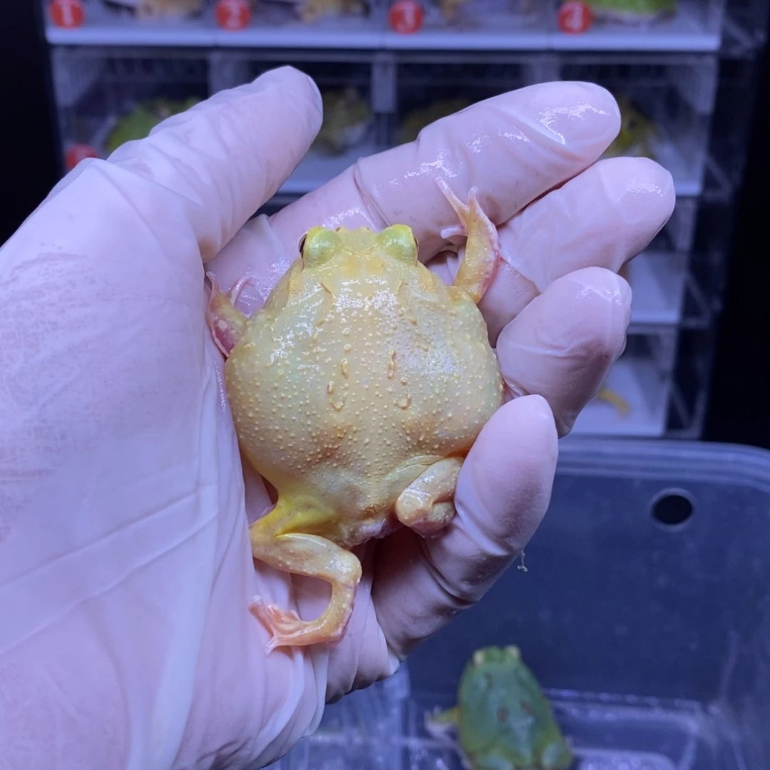 角蛙超级皮卡丘角蛙闪购链接