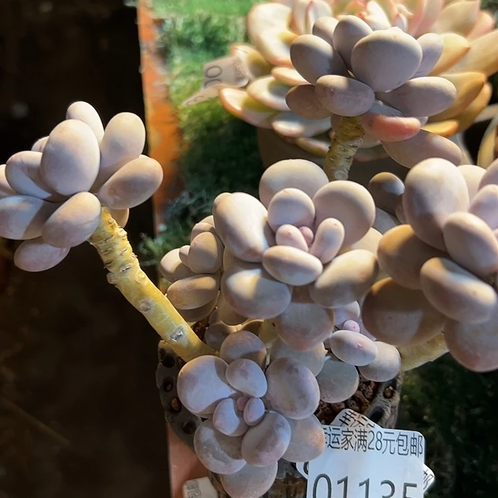 幸运儿的一个好消息是我