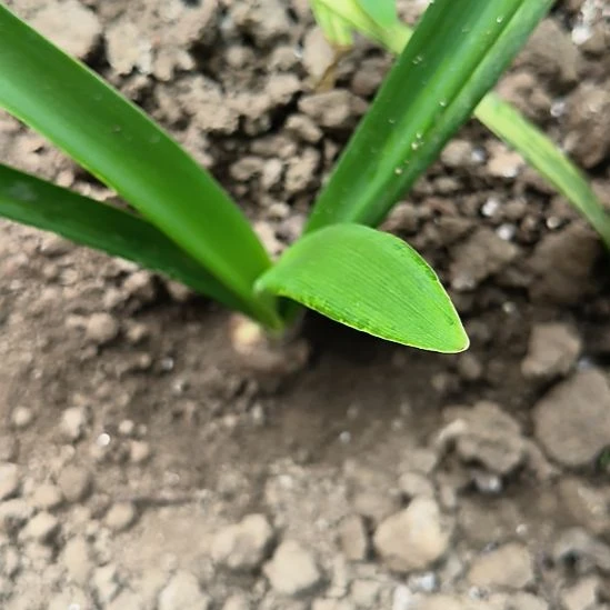 当前无花栽培后可以开花自然球青苹果3.4CM