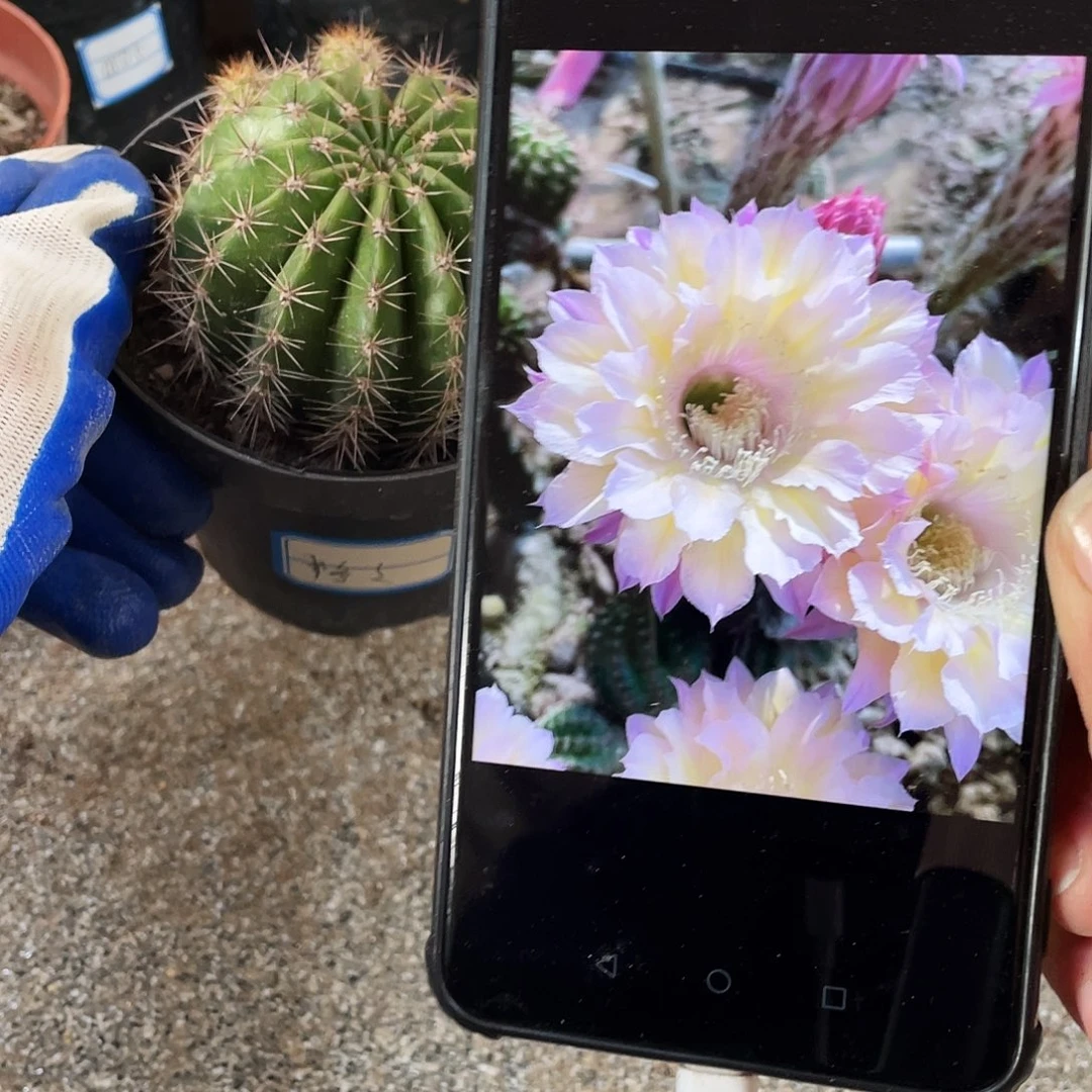 格格自根球6公分以上满18包邮