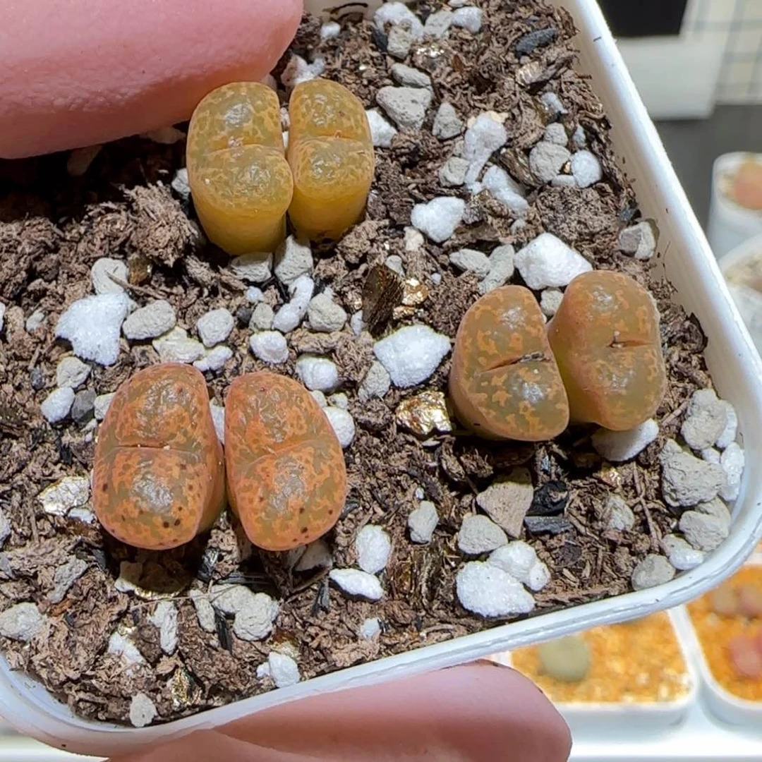 肉锥多肉植物百科-泡泡勋124一盆