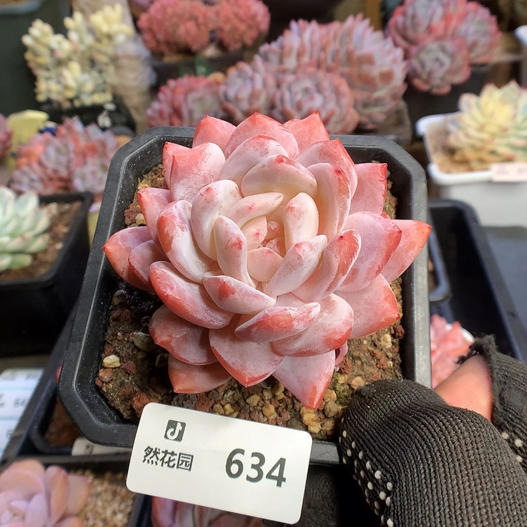 634玫瑰梦露多肉植物6666