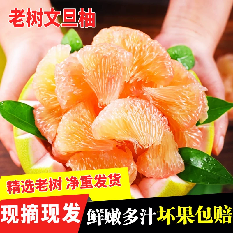 【福建·度尾】文旦蜜柚5斤装 果园老树头茬鲜果 无孔鲜嫩多汁