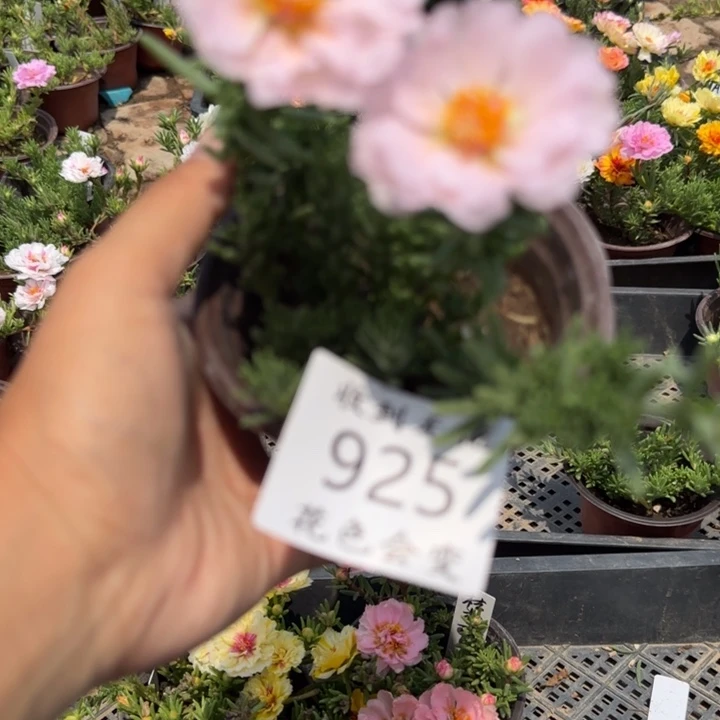 全部花朵925裸粉超小苗盆口10cm