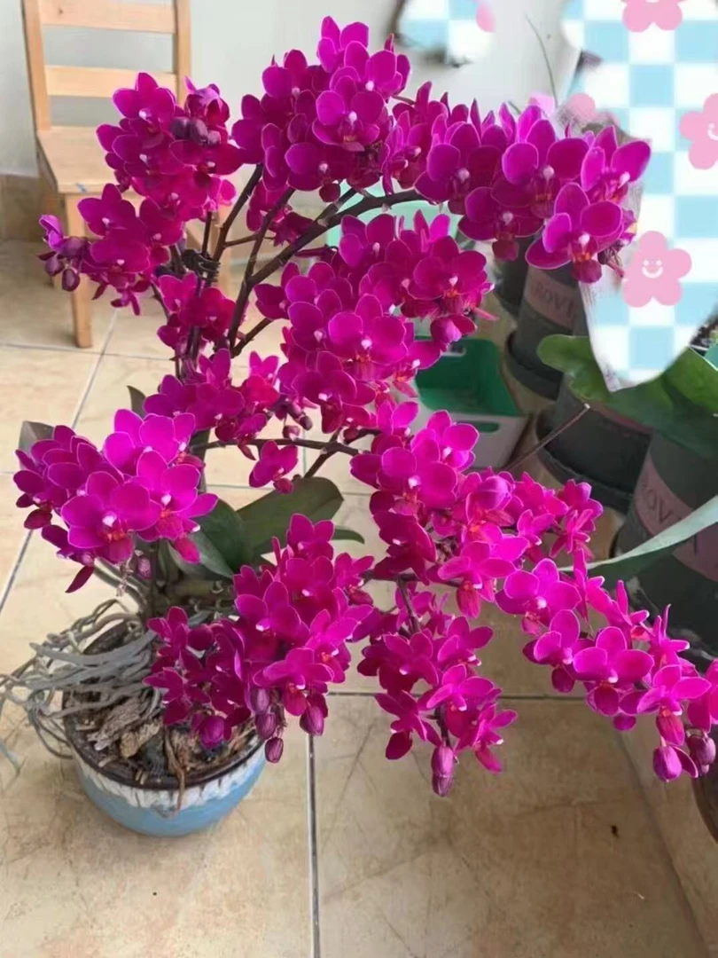 【樱桃咖啡3花剑蝴蝶兰】高档百日红客厅卧室观赏绿植年宵花优选