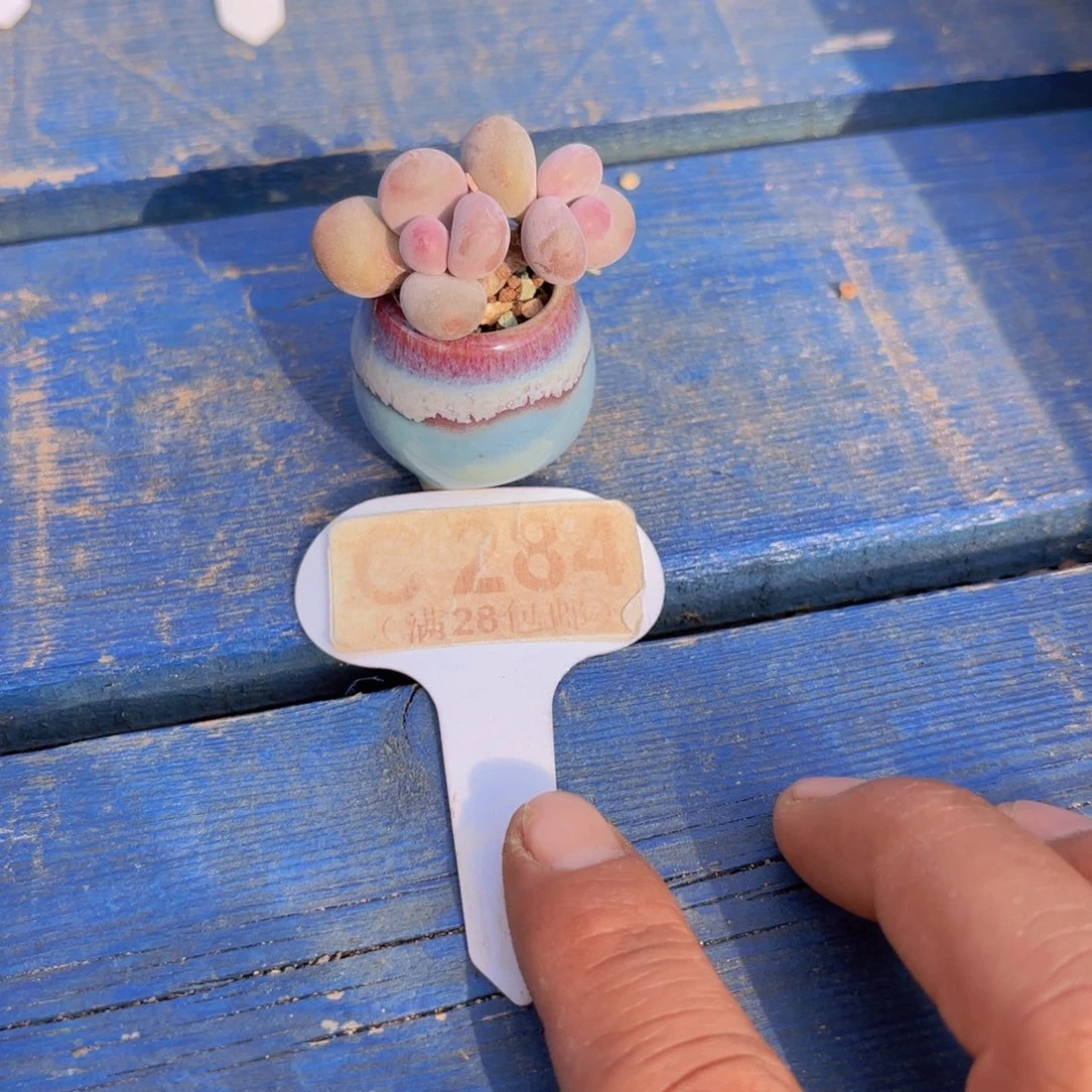 从284彩虹奶杂交一物一拍