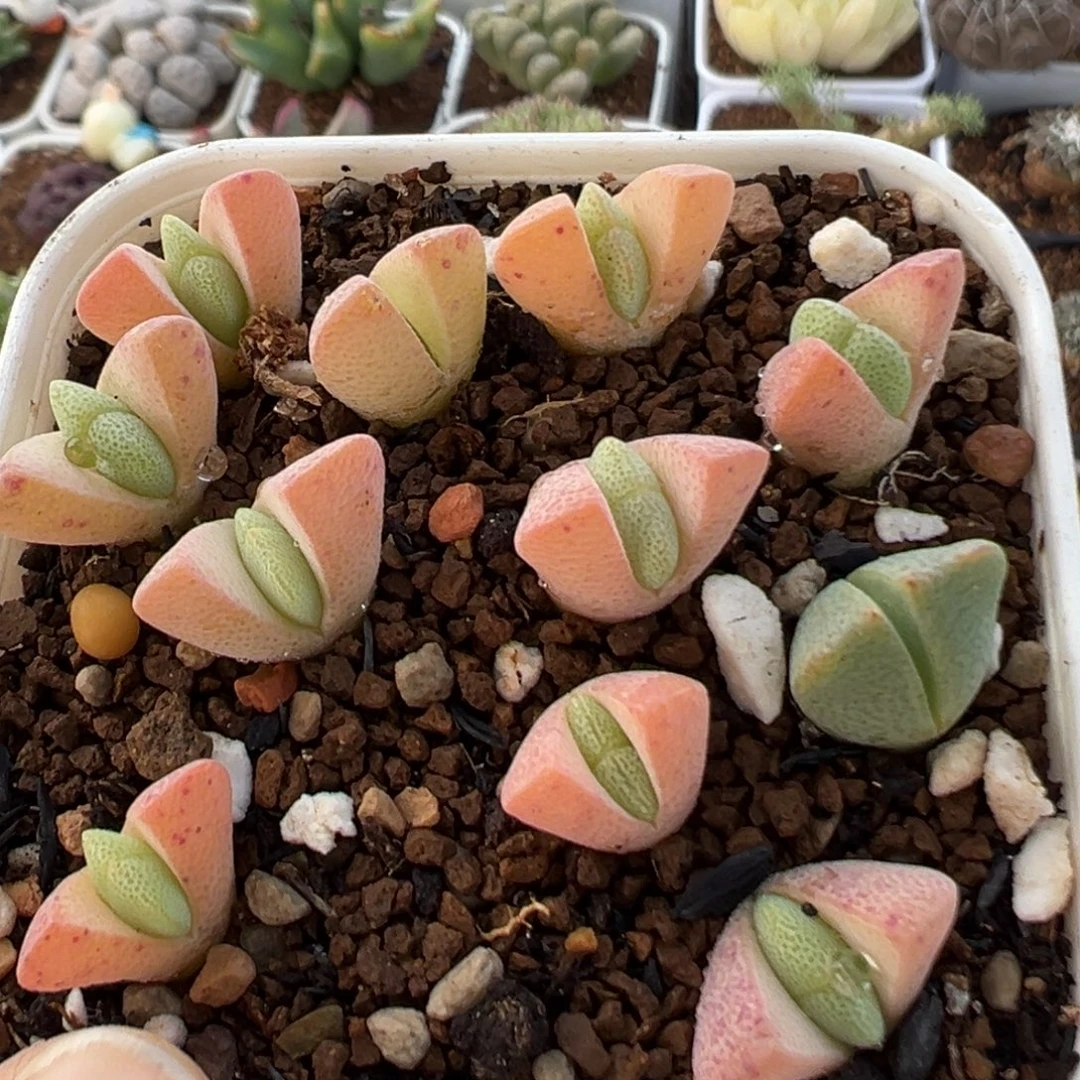 225多肉植物百科植物